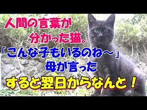 #126 [Mysterious Cat Stories] A cat that understands human language I feel like the stray cat tha...