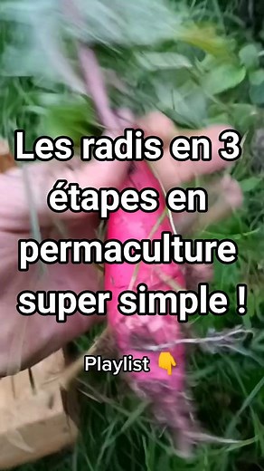 Cultiver des radis en permaculture : méthode simple et efficace !