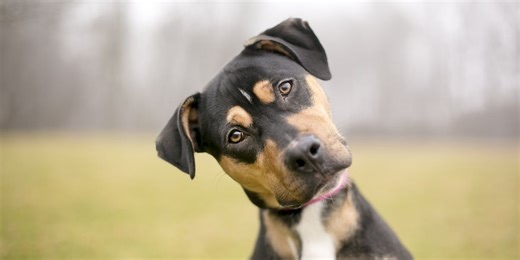 Dogs could be speaking a secret language without humans realising it, experts say