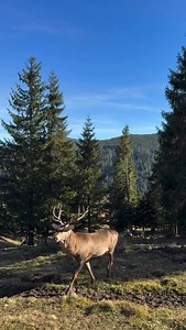 Crescătoria de Cerbi Dârmoxa Video: Florin Rotariu #darmoxa #cerbi #bucovina #romania | Bucovina mea frumoasa