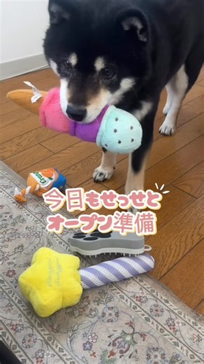 柴犬コブちゃん✴︎kob-chan on Instagram: "おやつ欲しくて 今日も店主はせっせとオープン準備😊 #柴犬#黒柴#shiba#犬のおやつ"