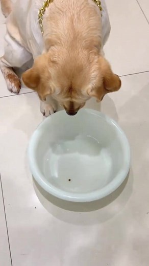 Funny Dog Food Prank That Surprises Pets