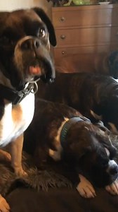 5.6K views · 438 reactions | Only dangerous part of a boxer is the farts! #BoxerLove #BoxerDog #BoxerGoofball #BoxerLife #BoxerAntics #BoxerEnergy #BoxerSquad #BoxerNation | Boxer_dog_lovers | Facebook