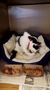 29K views · 2.4K reactions | It's #LunchTime here at our Port Washington, NY campus and Maggie eats like a little lady! Does your pet have any interesting and fun eating habits? #Caturday | North Shore Animal League America | Facebook