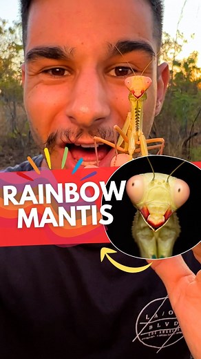 Nick Volpe on Instagram: "RAINBOW MANTIS!!!!!!🤯🌈 One of the most beautiful insects in Australia, the Rainbow Mantis inhabits tropical and semi tropical woodlands in the north! ☀️🌳 It’s been a long journey trying to find one of these majestic mantids and I am SO HAPPY it finally happened!! 😍 . . . #mantis #insect #australia #macro #wildlife #nature #abcdarwin #ausgeo #natgeo #fyp #instagram #reels"