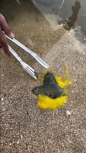 Catching a Hidden Pufferfish Using a Lobster Tail and Egg Trick!