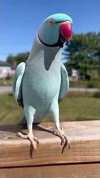 Parrot Waving Hello While Free flying Outside