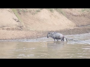 Wildebeest somehow escapes a crocodiles grip