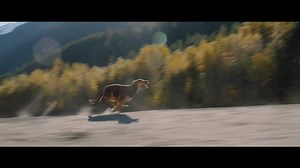 There are some bonds no distance can break. Watch the trailer for A DOG'S WAY HOME now! Coming soon to SA cinemas in 2019 🐶 #ADogsWayHome | Sony Pictures SA
