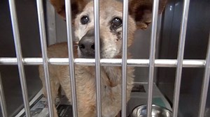 19K views · 2.4K shares | RESCUED - moved to SAFE Album on 05/02...