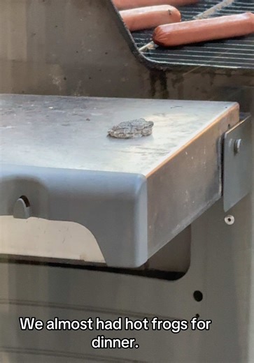 Do I use ketchup, chili, or what? Just kidding. You use mustard. #frog #crazyfrog #grilling #hotdogs #frogs