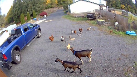 The “Great Escape!” Apparently there was an attempted walk out this morning on the farm. I think they were picketing for more treats and extra breakfast rations! 🤣 | 4J Farms