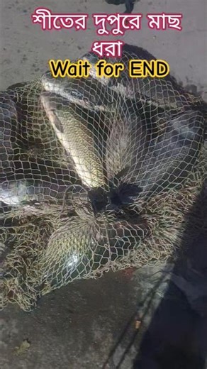 পুকুরে কত মাছ ধরা পড়লো🐠 #fisherman #fishing #shorts #share #reels #youtube #village#pond #subscribe