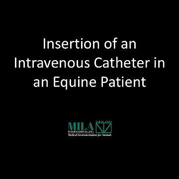 Insertion of an intravenous catheter in an equine patient