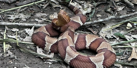 Girl bitten by venomous copperhead in her own backyard: ‘My body felt like it was on fire’