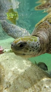 The Virgin Islands are home to three species of sea turtles, including green, hawksbill and leatherback sea turtles. These turtle species frequent our local waters year-round and are often seen foraging on coral reefs and sea grass beds, breathing and basking at the water’s surface, or nesting on local beaches. All species of turtle are protected on local, federal, and international levels from human interactions, poaching and habitat destruction. Plan a day at Coral World to meet our four resid