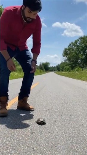 Helped Tiny Turtle Cross Busy Road! 🐢❤️ #Rescue