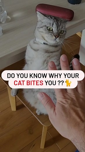 740K views · 396 reactions | The secret behind those adorable cat bites is finally revealed!  . Prepare to be amazed by the jaw-dropping truth about your feline friends!  . . Unlock the mystery and share the purr-fect revelation with fellow cat lovers! ❤️ . . . #catbite #catbites #cat #cats #catlovers #catloversclub #catfact #catfacts #petfacts #catreel #catreels #kittycat #meowstagram #catsagram #instacat #viralcat #catcatcat #meowed | Ask My Cats | Facebook