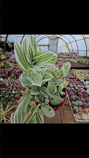 Six names of tradescantia 🌿🍀🌺 #plants #tradescantia