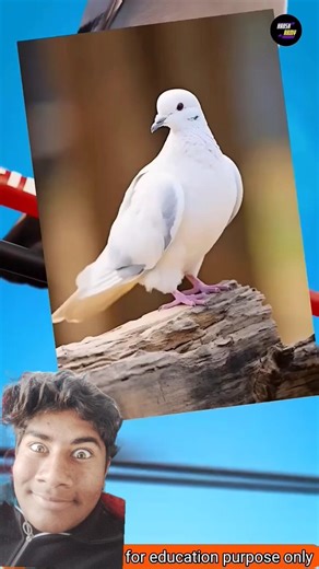 #birds #kabootar #pigeon #kabutar #facts #funnyanimation