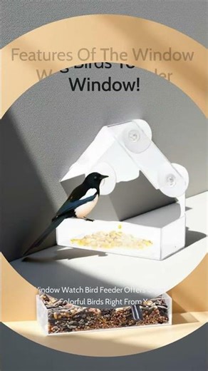 Bring Birds to Your Window!