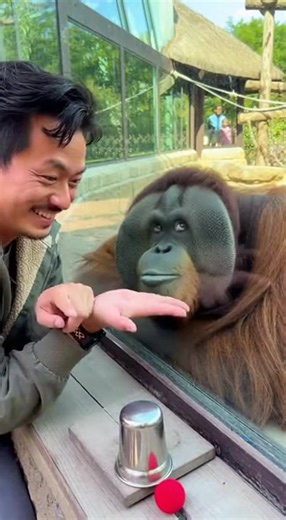 1.6K views | Hilarious Orangutan Magic Trick | Footage Found | Facebook
