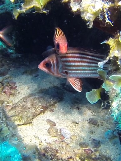 Underwater Life of Cyprus | Mediterranean Secrets Beneath the Sea Discover the hidden underwater world of Cyprus. From colorful Mediterranean fish to rocky reefs and crystal-clear waters, this video showcases the rich marine life found beneath the surface of the Cypriot seas. Perfect for ocean lovers, divers, and anyone curious about the beauty of the Mediterranean underwater ecosystem. Filmed in Cyprus 🇨🇾 #UnderwaterCyprus #CyprusUnderwater #MediterraneanSea #MarineLife #UnderwaterWorld