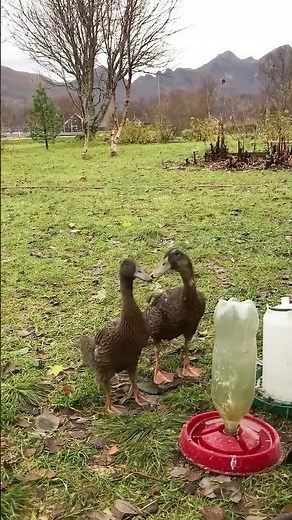 Indian Runner Ducks in Love 🦆🍂