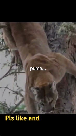puma for ever 🐆🦁❤️