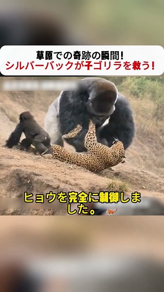 A miraculous moment on the plains! A silverback rescues a baby gorilla! #gorilla #wildlife #leopa...