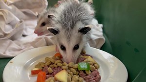 It's Wildlife Watch Wednesday! We currently have three cameras streaming live daily at https://woodlandswildlife.org/wildlifewatch/. Donate to our cam fund here or at the Wildlife Watch page and participate in our cam forum! We appreciate everyone who helps to keep this educational opportunity running. Did you know? We currently have over 40 orphaned opossums in care! Because they are born so premature and stay in the pouch, by the time they open their eyes they are 3 months old. #livecams #cute