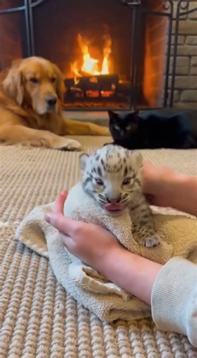 From Frozen To Majestic: The Incredible Growth of a White Leopard ❄️➡️🦁 #animalrescue #glowup