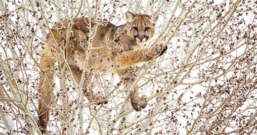 Northern Colorado open space reopens after mountain lion encounter