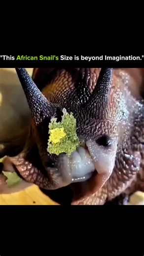 KNOWLEDGE MATRIX on Instagram: "🐌🌍 The African Giant Snail — Size Beyond Imagination • This is one of the largest land snails on Earth. • Known as the African Giant Snail. • It can grow longer than a human hand. • Some weigh over 1 kilogram. • Its shell can reach 30 cm in length. • Despite its size, it moves slow and steady. • Native to East Africa. • Feeds on plants, fruits, and even calcium-rich materials. • Its massive shell protects its soft body. • Lives for 5–10 years, sometimes longer. 