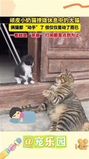 頑皮小奶貓撩撥休息中的大貓 倆貓都“動手”了 但僅僅是動了而已 一看就是“親戚”打鬧都是點到為止 #寵樂園 #輕鬆一刻 #動物