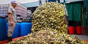 Can pineapple skins replace soap?