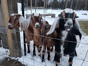 Installing RedBrand woven wire pasture fence for our sheep and goats