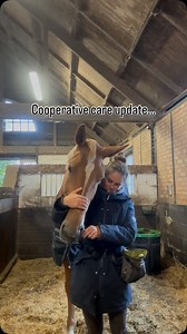 I used to think clicker training and positive reinforcement weren’t things I needed in my toolkit… how wrong I was. I’ll hold my hands up again and again and say I needed to know more. I am always open to being wrong—because every time I am, it means I get to learn more, and learning is what allows me to help others better. Knowledge, growth, and discovering new ways to support life with horses will always be my greatest passion. Cooperative care is a perfect example. It works even when the care
