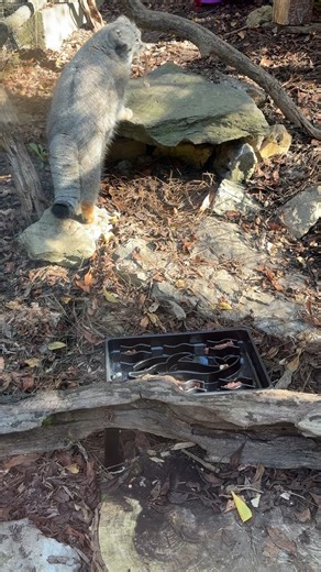 Dean, our male Pallas’s cat, spent the fall doing a little seasonal bulking up. 🍂 Starting back in October, he began eating a bit extra to prepare for winter and the breeding season. Those added pounds help give him more energy to focus on finding a female companion instead of worrying about his next meal. In this video, you’ll see Dean enjoying some prey items from a slow feeder. Pallas’s cats are native to Central Asia, where they typically feed on small rodents. During the winter months, tho