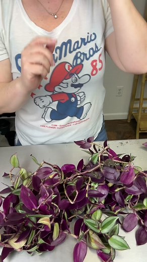 Propagating Tradescantia Plants: Step-by-Step Guide