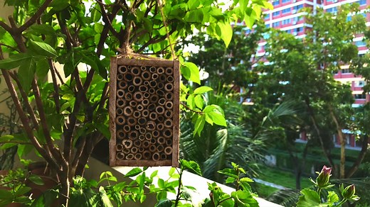 Here’s how to build your own “Air Bee-and-Bee” insect hotel in 4 easy steps! It can be a fun habitat enhancement project to attract important pollinators and increase the biodiversity in your garden. For more fun DIY videos on gardening and crafts, check out our YouTube channel at www.youtube.com/nparkssg. #SGUnited #SingaporeTogether #NParksBuzz | NParks