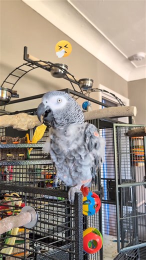 347K views · 18K reactions | When You Have A Cold And Live With An Intelligent Talking Parrot 藍 #animals #pet #birds #funny #cosmothefunnyparrot | cosmothefunnyparrot | Facebook
