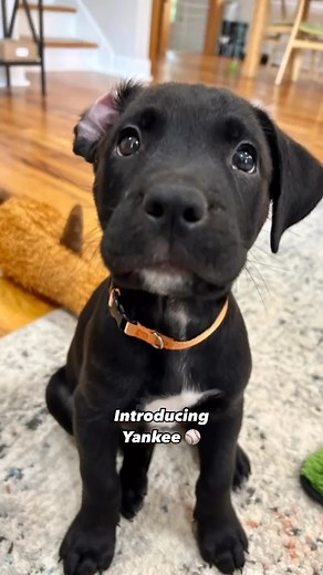 10K views · 93 reactions | Available to Adopt at peaklabrescue.com | Peak Lab Rescue | Facebook
