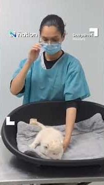 Venezuelan zoo unveils rare white lion cubs born in preservation milestone