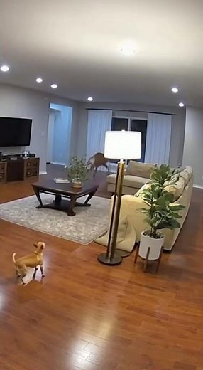 Role Reversal: Tiny Dog Scares Off Deer #Chihuahua #Deer #Funny