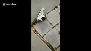 Woman finds tarantula inside her shoe