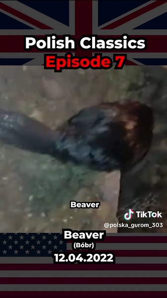 Polish Memes Translation: Hilarious Beaver Moments
