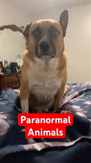 3 Paranormal Animals Caught On Camera