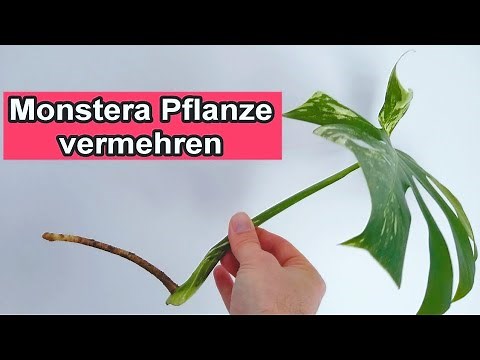 Monstera vermehren / Monstera Blatt Ableger / Steckling schneiden & in Wasser vermehren