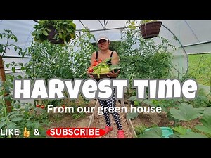 What I Harvest in our Green House! Filipinska zelenjava!